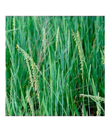 Couch grass rhizomes 30 g. Horst - Buy Online on GoSupps.com