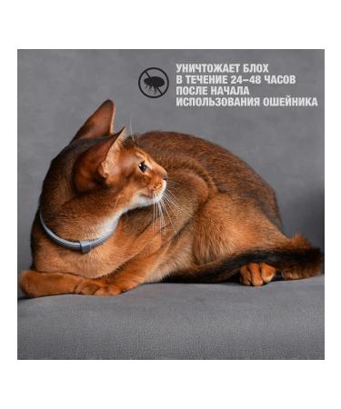 Neoterica Collar from ticks fleas and mosquitoes for cats 40 cm - Buy Online on GoSupps.com
