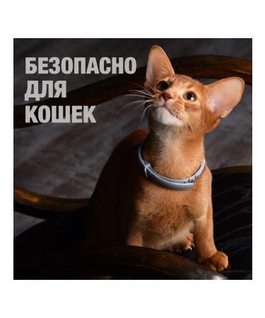 Neoterica Collar from ticks fleas and mosquitoes for cats 40 cm - Buy Online on GoSupps.com