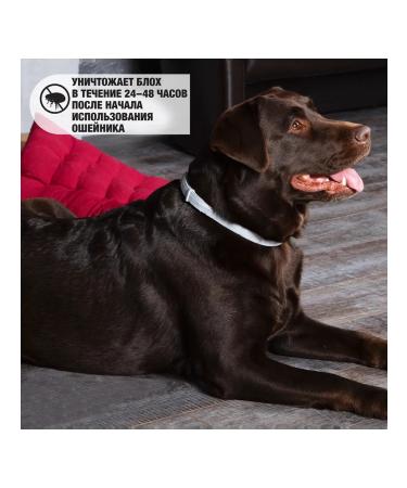 Neoterica Collar from ticks fleas and mosquitoes for medium dogs 65 cm - Buy Online on GoSupps.com