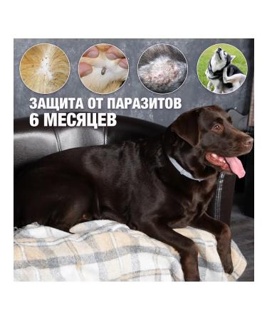 Neoterica Collar from ticks fleas for small dogs and puppies 40 cm - Buy Online on GoSupps.com