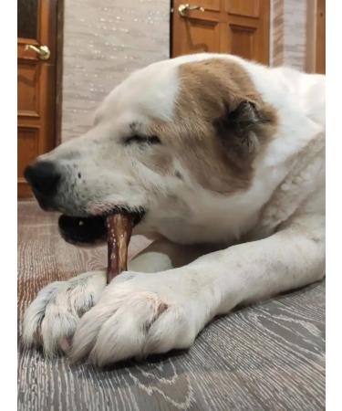 Zoopeet A treat for large breeds of a boose vein 1 piece - Buy Online on GoSupps.com