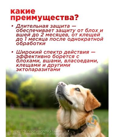 Neoterica Drops of celandine maximum for cats and dogs 5 ml - Buy Online on GoSupps.com