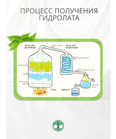 Herbal Symphony Hydrolate of nettles natural 100 ml - Buy Online on GoSupps.com