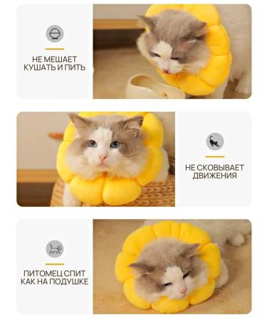 Veterinary collar for cats and dogs "Flower" - Buy Online on GoSupps.com