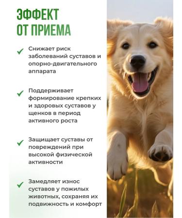 LAYTI Vitamins for the joints of cats and dogs - Buy Online on GoSupps.com