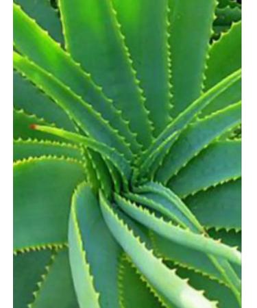 Garnier Moisturizing body milk with aloe vera - Buy Online on GoSupps.com