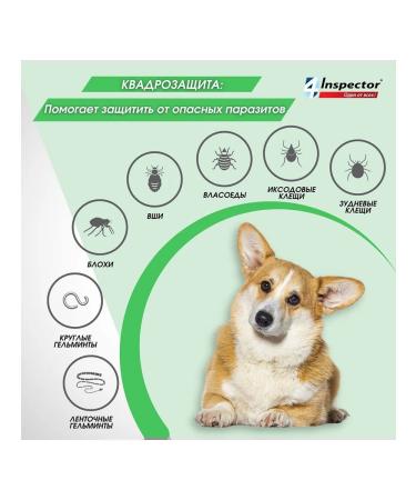 Neoterica Inspector Drops for dogs for dogs from 4 to 10 kg 1 pc - Buy Online on GoSupps.com