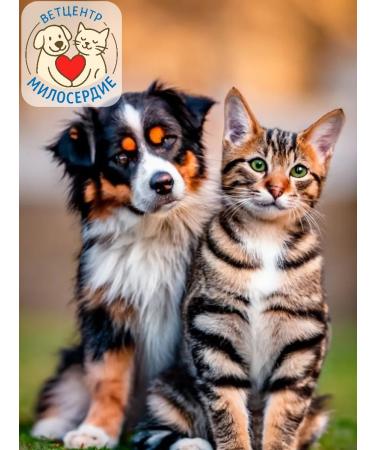 bravecto 112 mg tablets from dog ticks 2-4.5 - Buy Online on GoSupps.com