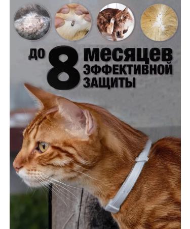 Rolf Club 3D Rolf collar from ticks and fleas for cats 40 cm - Buy Online on GoSupps.com