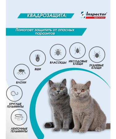 Neoterica Inspector Quadro to a drop for puppies 4-8 kg (3 pipettes) - Buy Online on GoSupps.com