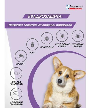 Neoterica Inspector Quadro from dog drops 10-25 kg (3 pipettes) - Buy Online on GoSupps.com