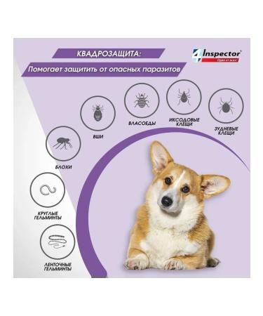 Neoterica Inspector Quadro from dog drops 10-25 kg (1 pipette) - Buy Online on GoSupps.com