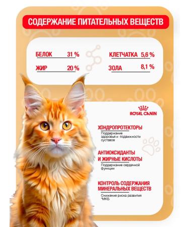 ROYAL CANIN Dry food for the breed Maine Kun 2 kg - Buy Online on GoSupps.com