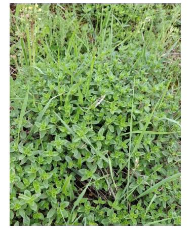 Dried natural thyme from Armenia 25 g - Buy Online on GoSupps.com