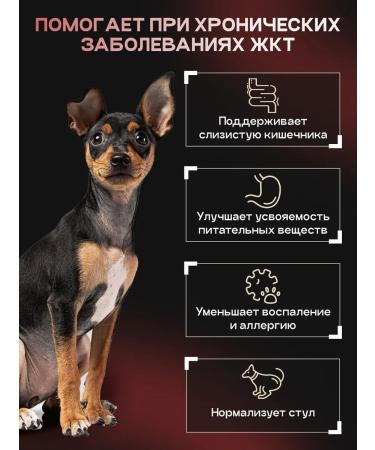 cosmodog Feed for dogs of small breeds of dry 2kg lamb with a probiotic - Buy Online on GoSupps.com