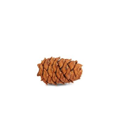 LITTLE ONE Cedar cone for rodents - Buy Online on GoSupps.com