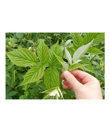 Raspberry leaves fresh collection
