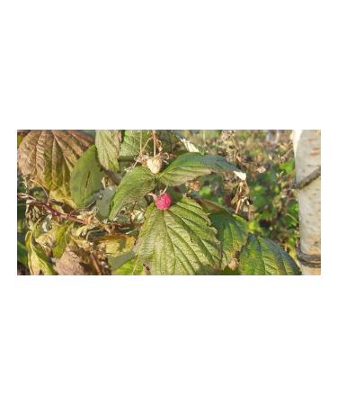 Raspberry leaves fresh collection - Buy Online on GoSupps.com