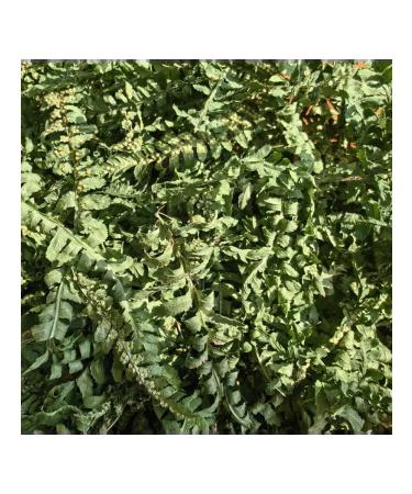 ANIRAM Dried fern "Ivan Kupala" 10gr - Buy Online on GoSupps.com