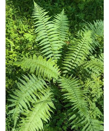 ANIRAM Dried fern "Ivan Kupala" 10gr - Buy Online on GoSupps.com