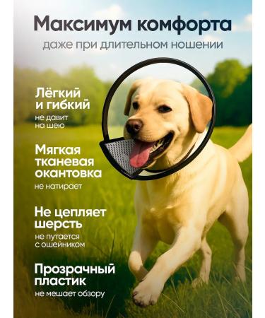 Veterinary protective collar for dogs No. 2 - Buy Online on GoSupps.com
