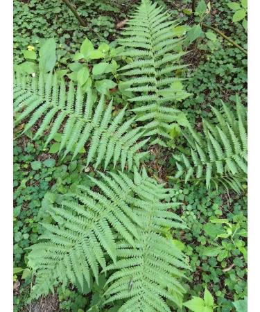 ANIRAM Dried fern "Ivan Kupala" 25 g - Buy Online on GoSupps.com