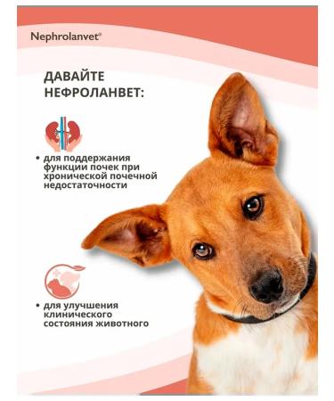 Neoterica Nephrosette paste for dog kidneys and cats 75 ml - Buy Online on GoSupps.com