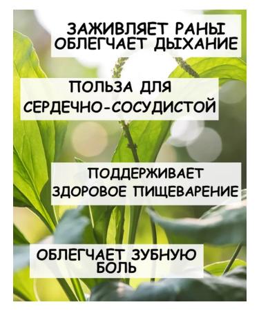 Tree of Love Plantain grass - Buy Online on GoSupps.com