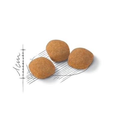 ROYAL CANIN Dry food Protein Exigent for cats 2 kg - Buy Online on GoSupps.com