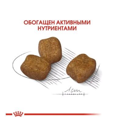 ROYAL CANIN Dry feed for small dogs mini dental car 1 kg - Buy Online on GoSupps.com