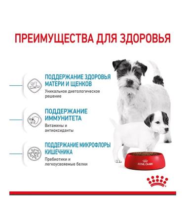 ROYAL CANIN Feed for small puppies up to 2 months Mini Starter 3 kg - Buy Online on GoSupps.com