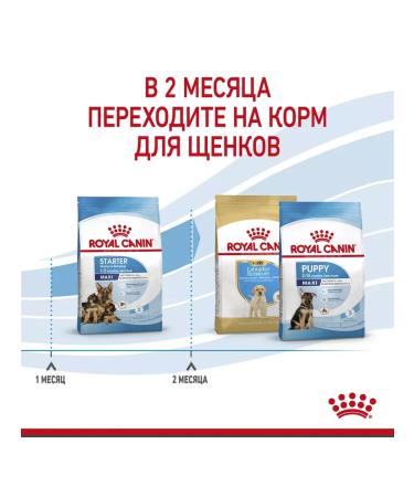 ROYAL CANIN Dry food for large puppies up to 2 months Maxi Starter 4 kg - Buy Online on GoSupps.com