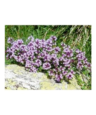 The Ural Nature Reserve Thyme for tea dried - Buy Online on GoSupps.com