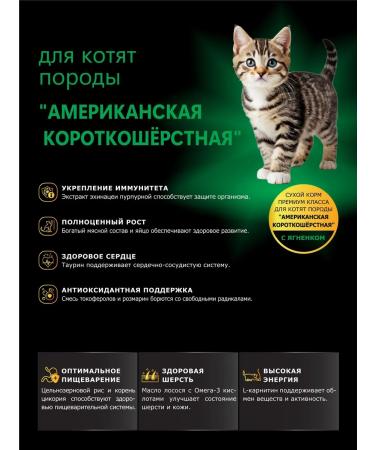 QUATTRO Feed for kittens American short -haired with lamb 2 kg - Buy Online on GoSupps.com