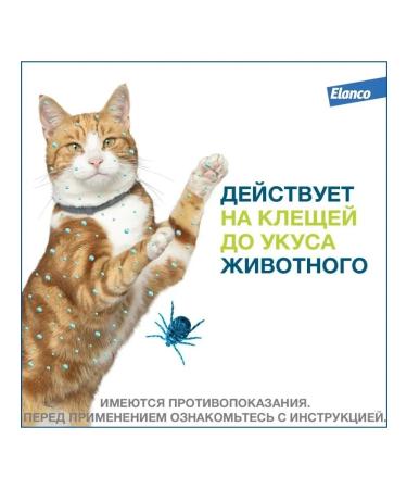 Elanco Foretrae collar from ticks and fleas for cats 38 cm - Buy Online on GoSupps.com
