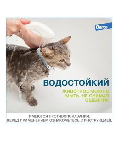 Elanco Foretrae collar from ticks and fleas for cats 38 cm - Buy Online on GoSupps.com