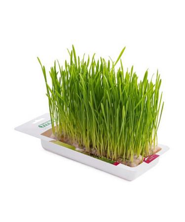 Titbit Delicacy - grass for germination for cats 40g - Buy Online on GoSupps.com
