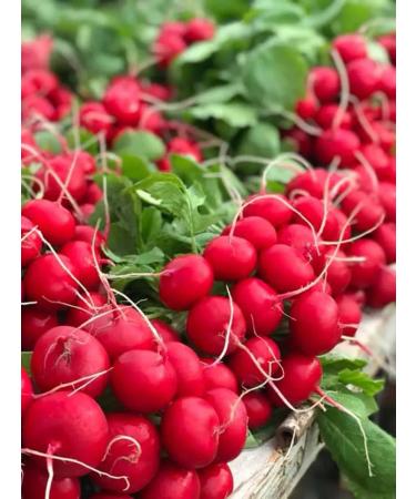 SeedSynapse Melito F1 seeds of radishes 5 gr. (Hazera alexagro) - Buy Online on GoSupps.com