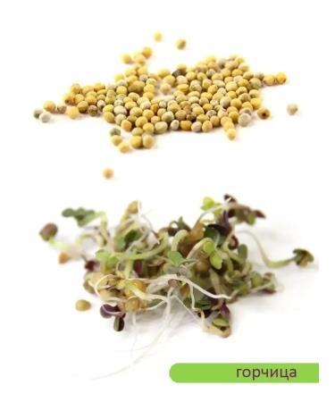 SeedSynapse Set "Express" seeds for germination in a bank - Buy Online on GoSupps.com