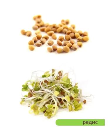 SeedSynapse Set "Express" seeds for germination in a bank - Buy Online on GoSupps.com