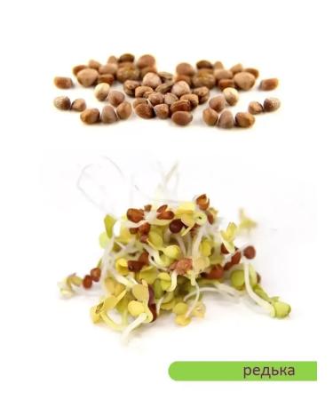 SeedSynapse Set "Express" seeds for germination in a bank - Buy Online on GoSupps.com