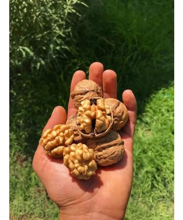 Nyam Nuts Walnut in the highest quality shell 1 kg - Buy Online on GoSupps.com