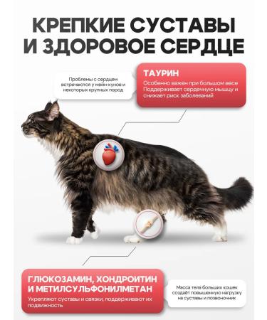 Cosmocat Dry food for cats Main-kun with turkey 5 kg - Buy Online on GoSupps.com