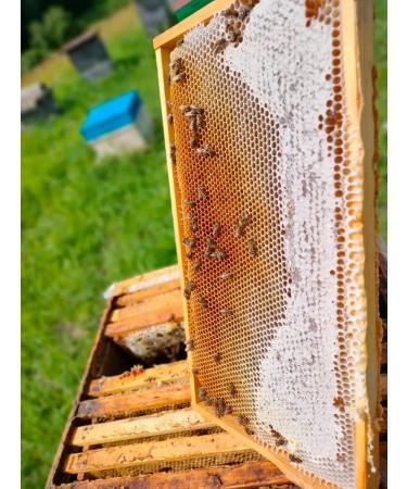 Altai taiga honey (Diaghilevy) 1 kg collection 2025 - Buy Online on GoSupps.com