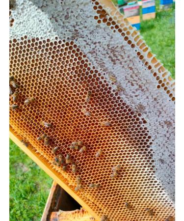 Altai taiga honey (Diaghilevy) 1 kg collection 2025 - Buy Online on GoSupps.com