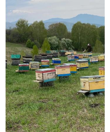 Altai taiga honey (Diaghilevy) 1 5 kg collection 2025 - Buy Online on GoSupps.com