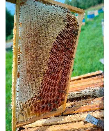 Altai buckwheat honey 1 5 kg collection 2025 - Buy Online on GoSupps.com