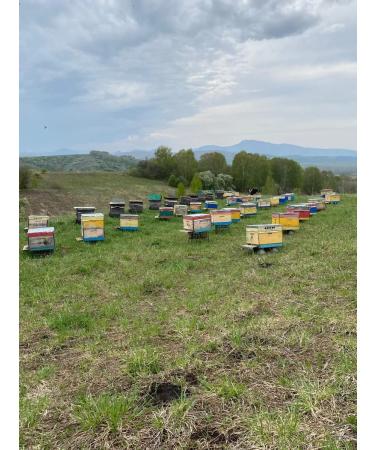 Altai buckwheat honey 1 5 kg collection 2025 - Buy Online on GoSupps.com