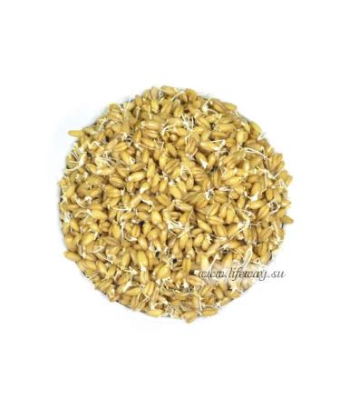 Altai lifestyle Altai wheat for healthy dishes and germination - Buy Online on GoSupps.com
